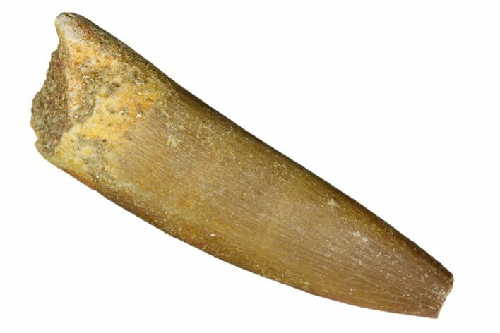Bargain, Fossil Plesiosaur (Zarafasaura) Tooth - Morocco #186198
